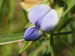 Crotalaria sessiliflora