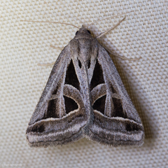 Callistege diagonalis