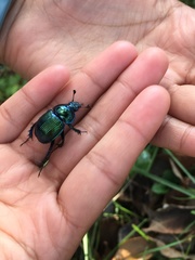 Phelotrupes auratus