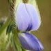 Crotalaria sessiliflora - Photo no hay derechos reservados, subido por 葉子