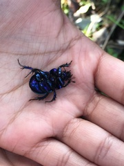 Phelotrupes auratus