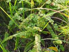 Phyllodium pulchellum