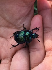 Phelotrupes auratus