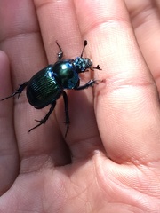 Phelotrupes auratus