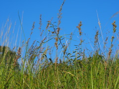 Cymbopogon tortilis