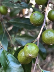 Petalostigma triloculare
