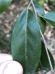 Petalostigma triloculare