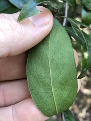 Petalostigma triloculare