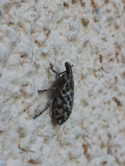 Cyphocleonus dealbatus