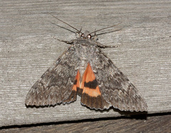 Catocala californica