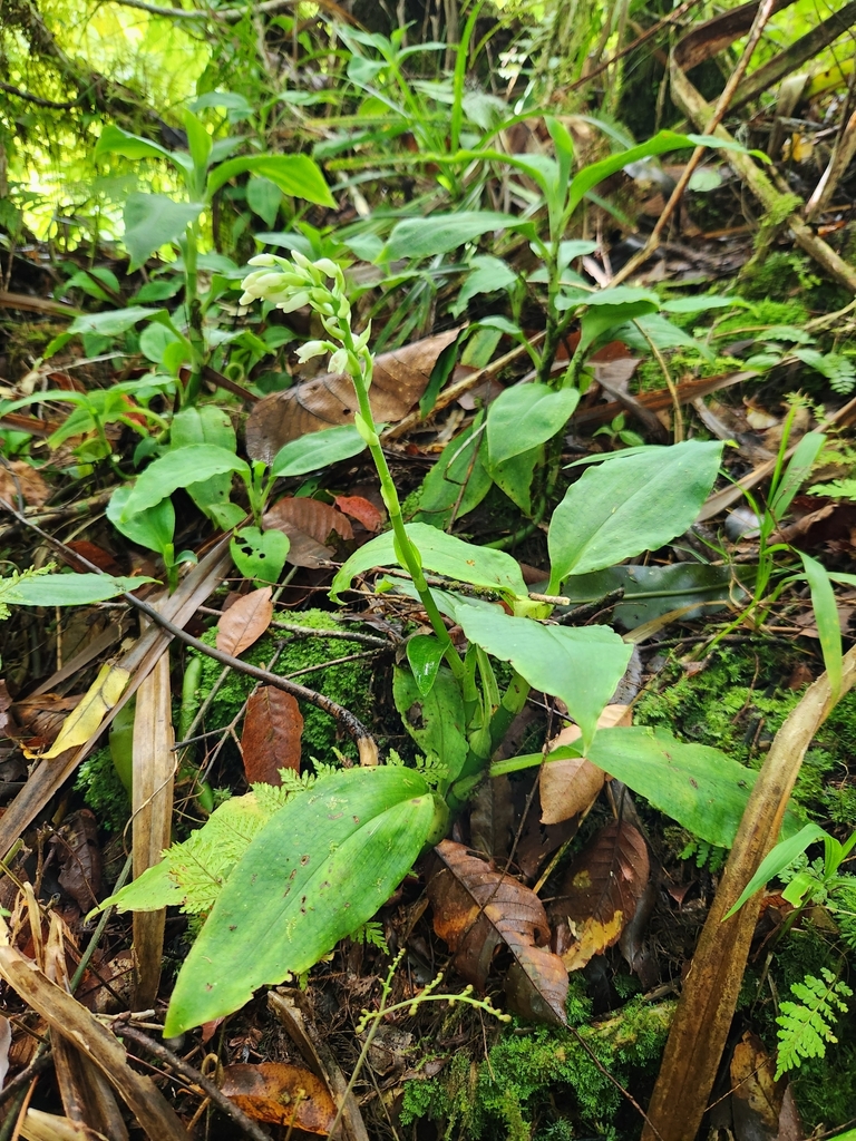 Platylepis heteromorpha