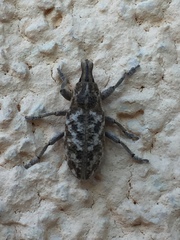 Cyphocleonus dealbatus