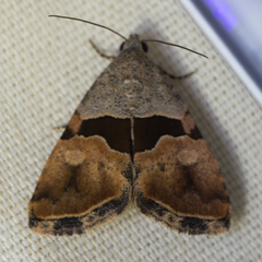Cobubatha lixiva