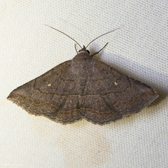 Lesmone griseipennis