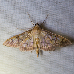 Mimorista