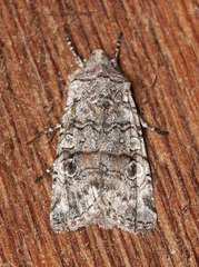 Litholomia napaea