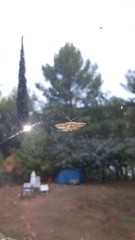Ecleora solieraria