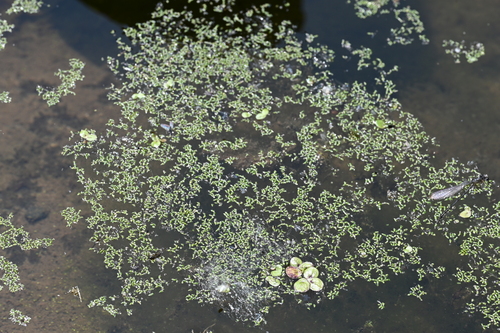 Brazilian Watermeal (Wolffia brasiliensis)