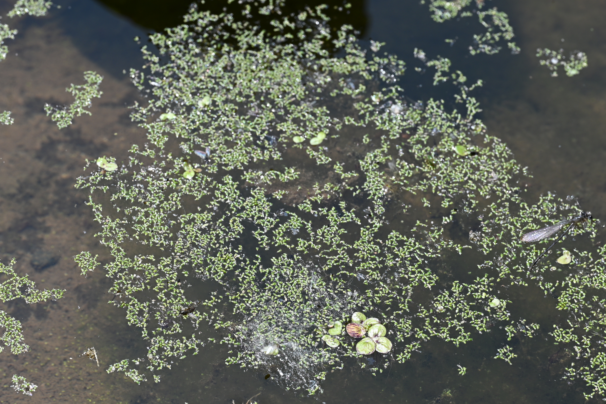 Brazilian Watermeal (Wolffia brasiliensis)