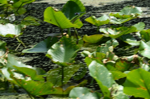 Spatterdock Darner photo 5
