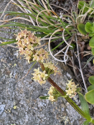 Valeriana celtica, photograph 6