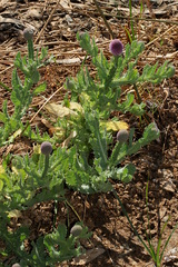 Sphaeranthus indicus