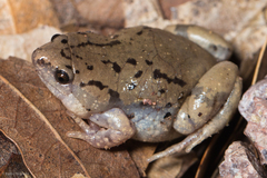 Mazatlan Narrowmouth Toad photo 5