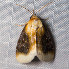 Chrysoecia scira