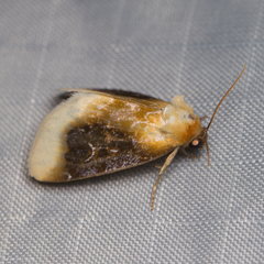Chrysoecia scira