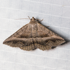 Lesmone griseipennis