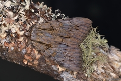 Catocala optata