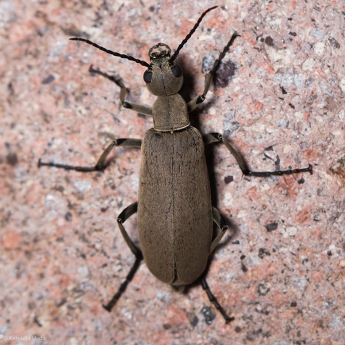 Epicauta mimetica · iNaturalist Mexico