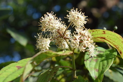 Cornus macrophylla