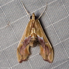 Agathodes monstralis