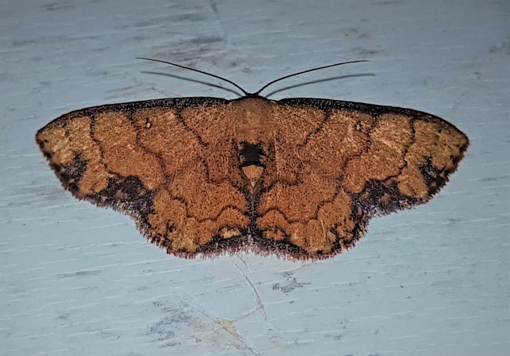 Semaeopus bimacula