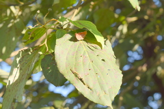 Cornus macrophylla