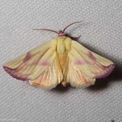 Thurberiphaga diffusa