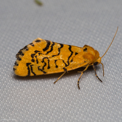 Chrysoecia atrolinea