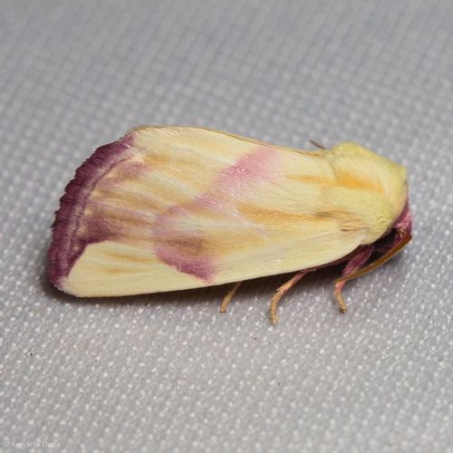 Thurberia Bollworm photo 3