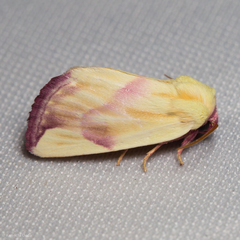 Thurberiphaga diffusa