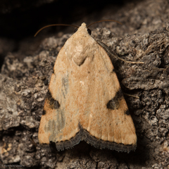 Micrathetis costiplaga