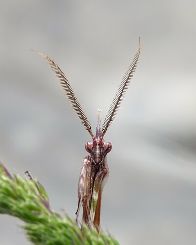 Mediterranean Conehead Mantis, Lugo, ES-GA, ES, photo 10 of 10