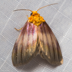 Eulithosia plesioglauca