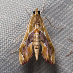 Agathodes monstralis