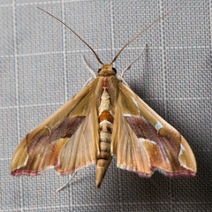 Agathodes monstralis