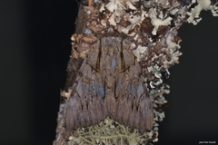 Catocala optata