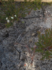 Pharnaceum elongatum