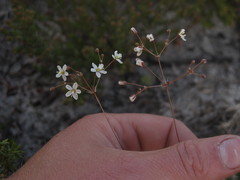 Pharnaceum elongatum