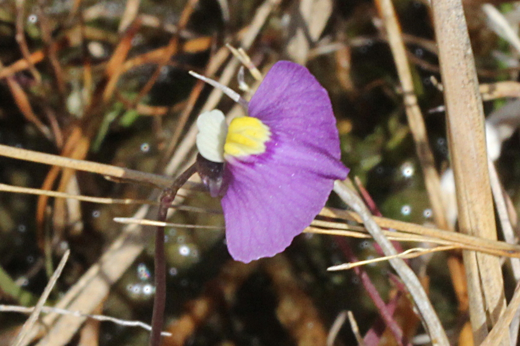 Utricularia ameliae R.W.Jobson
