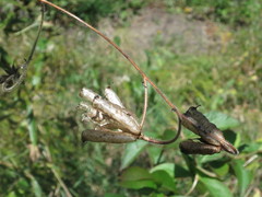 Aconitum stoloniferum